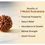 7 Mukhi Rudraksha - Image 2